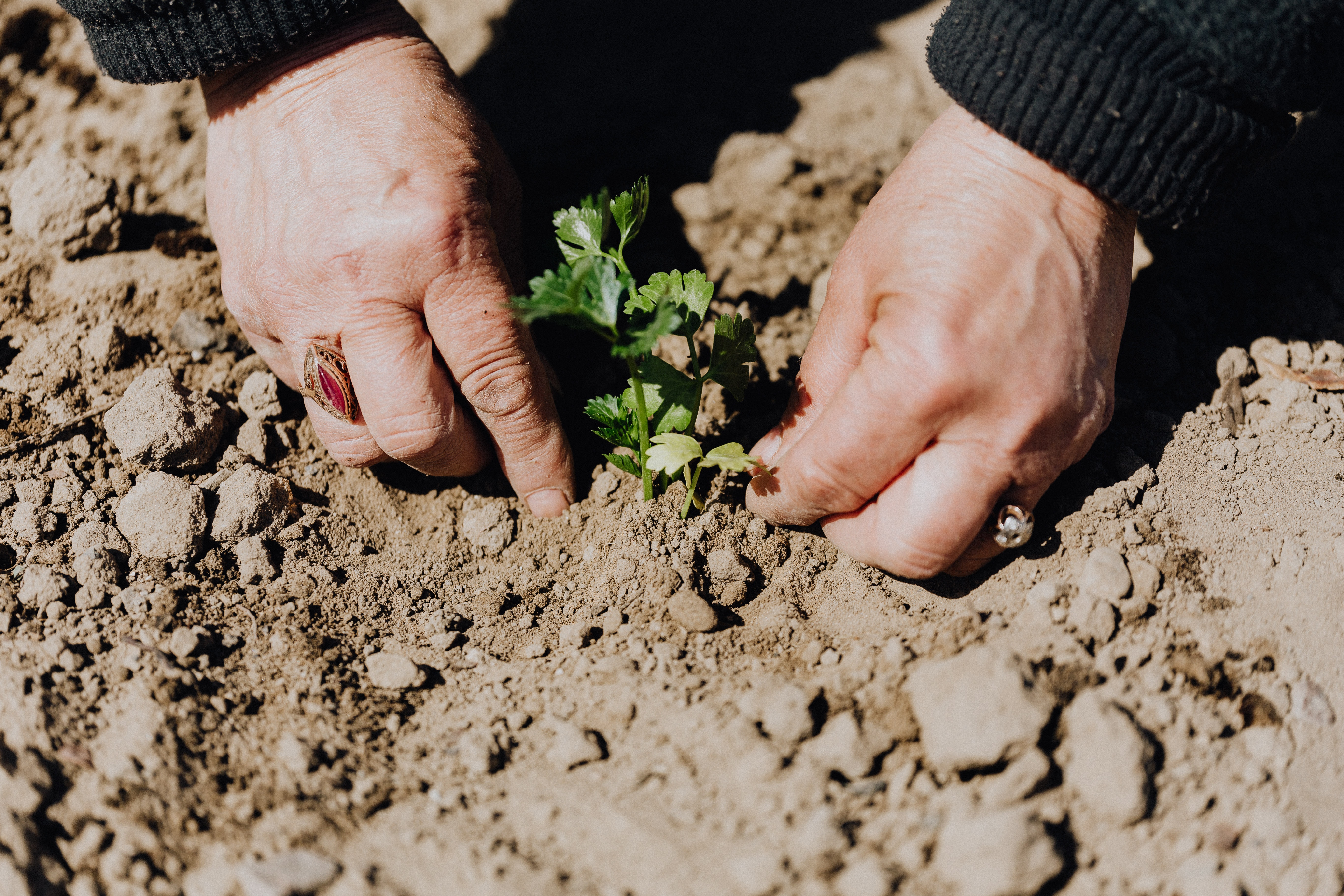 4 Ventajas del cementerio ecológico para el medio ambiente