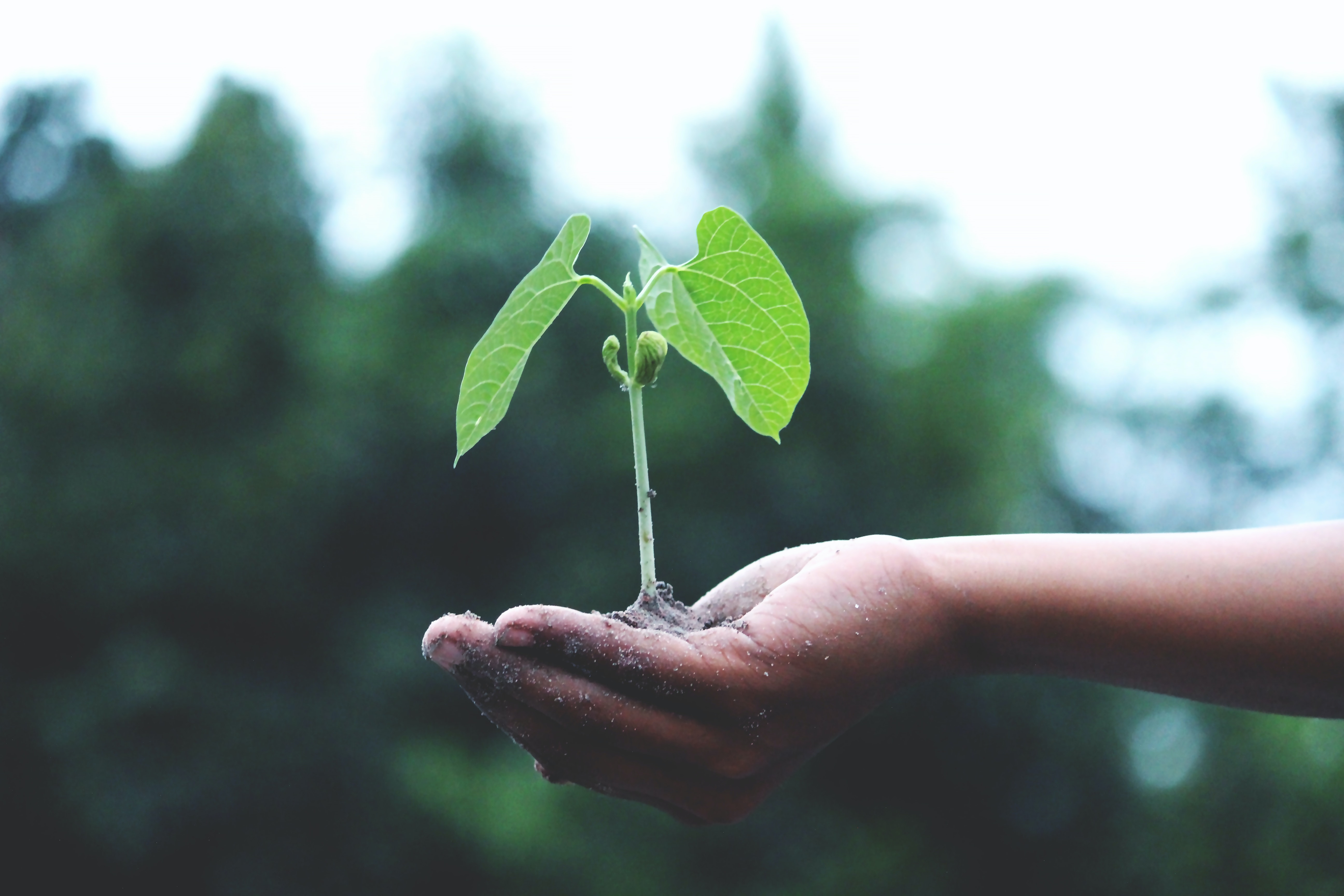 Entierro ecológico: Árbol de Vida, unA FORMA DE HORAR A UN SER AMADO