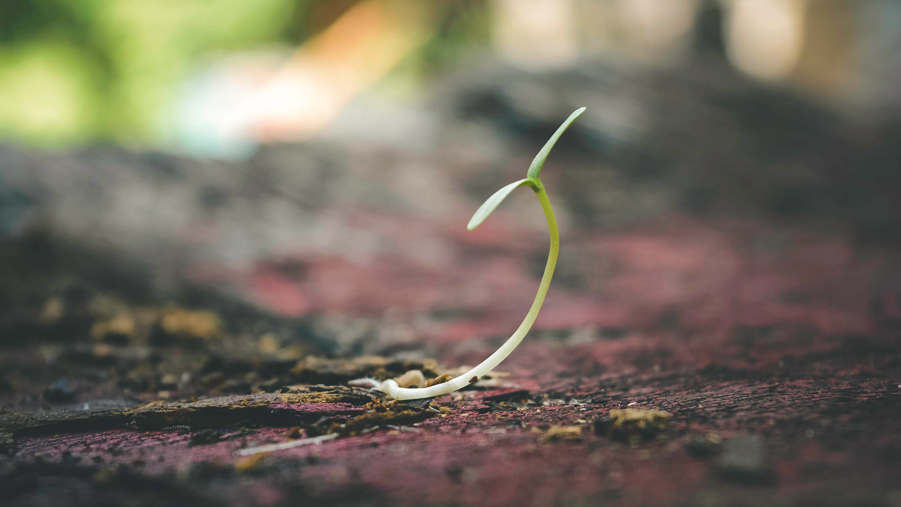 Urnas biodegradables, ¿qué son y cómo se hacen?