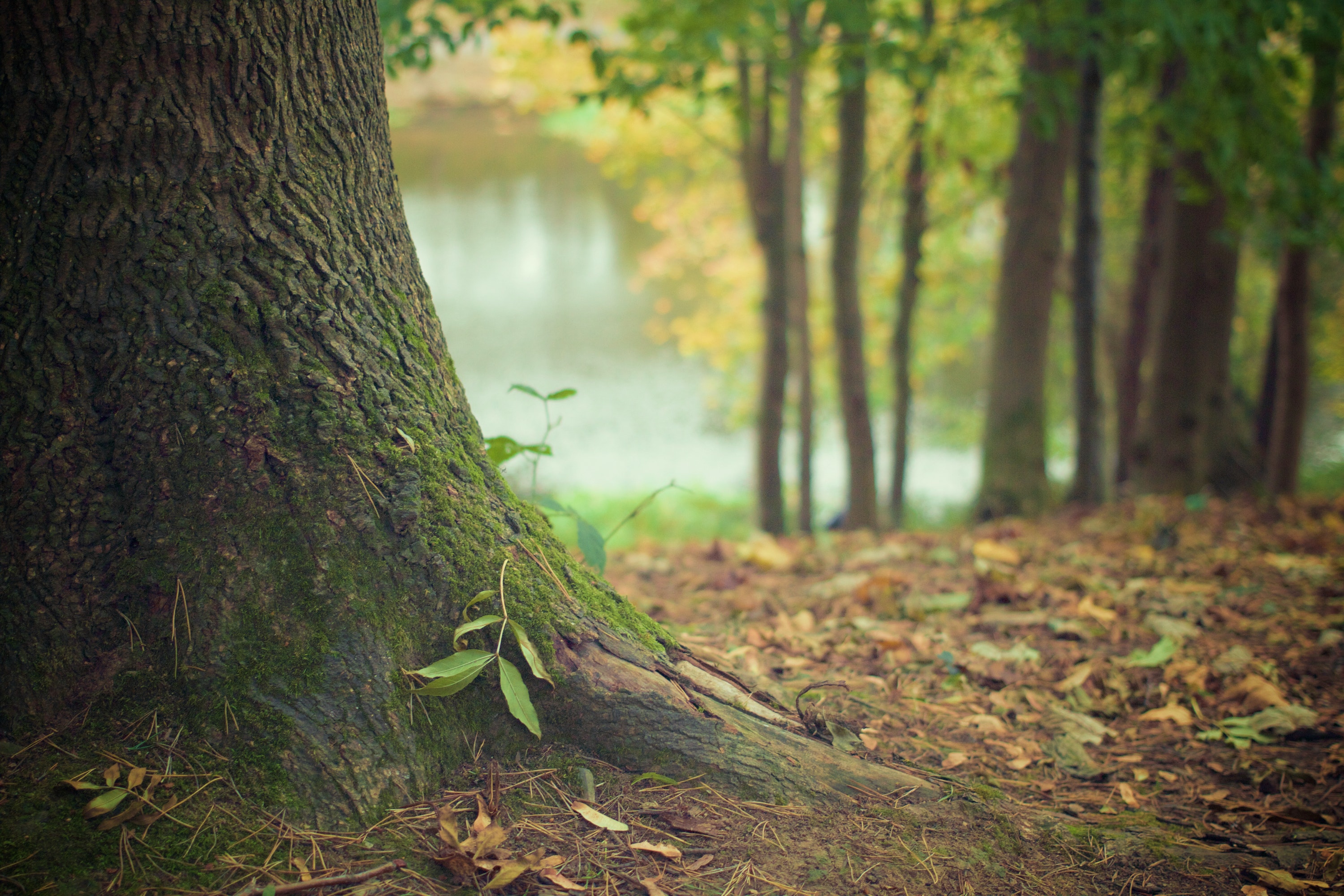 ¿Por qué elegir entierros ecológicos en lugar de los tradicionales?