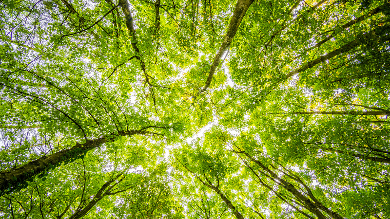 ¿Cómo se realizan los sepelios ecológicos?